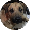 Shelly Haffly Avatar